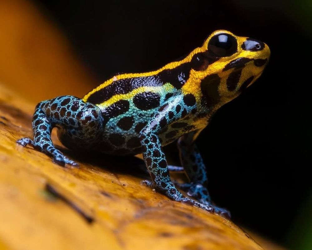 14:30 – Visit to Moyobamba Orchid Garden