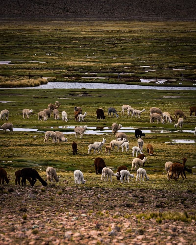 Day 1: Puno – Chivay + La Calera Hot Springs