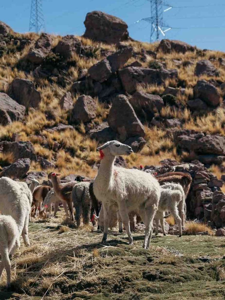 DÍA 1: PUNO – CHIVAY + BAÑOS TERMALES DE LA CALERA