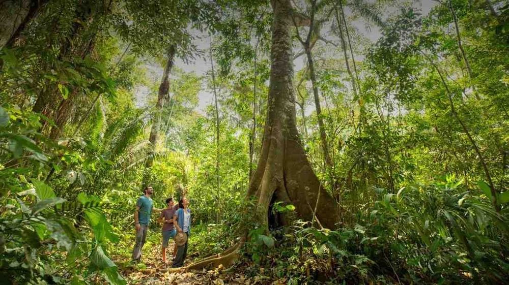 Arrival and jungle immersion