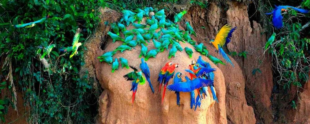 Macaw clay lick and wildlife exploration