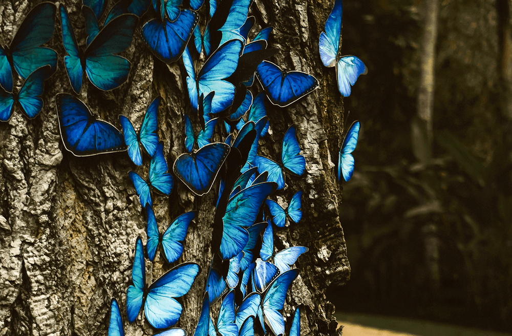 Mariposario y centro de rescate