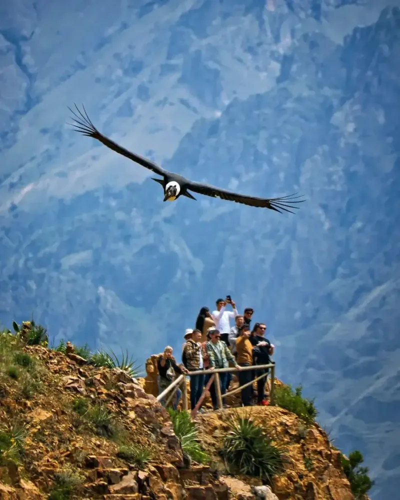 Colca Canyon full day tour from Arequipa with condors
