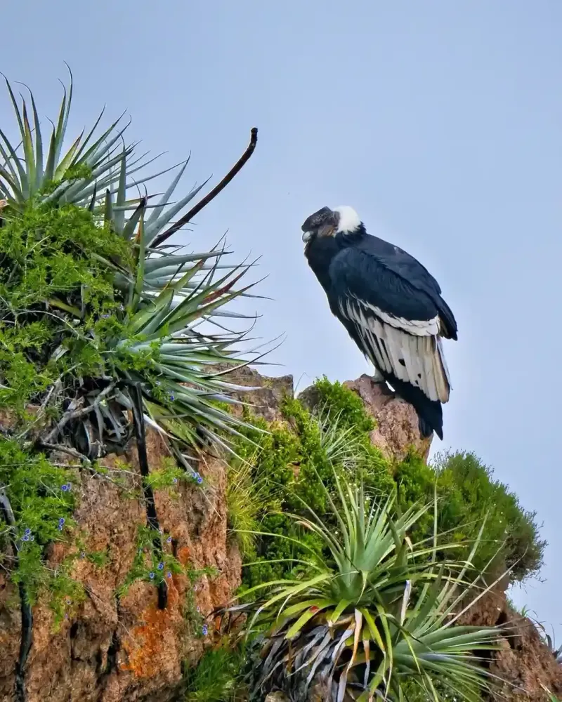 condor-descansando