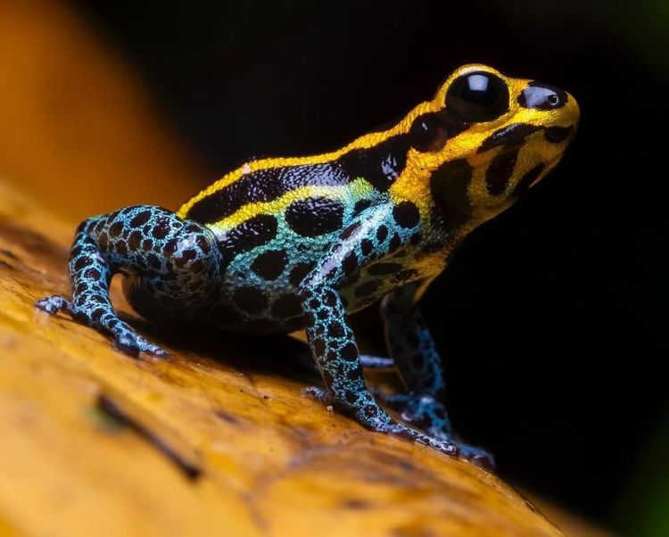 14:30 – Visit to Moyobamba Orchid Garden