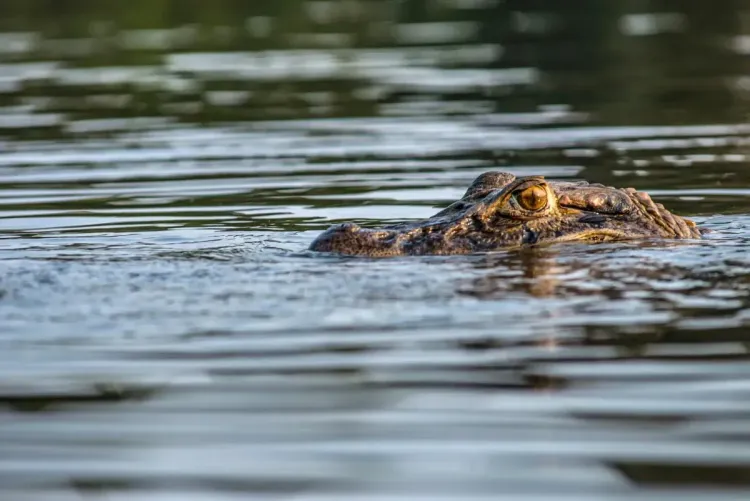 Caimanes amazonas Incas Paradise