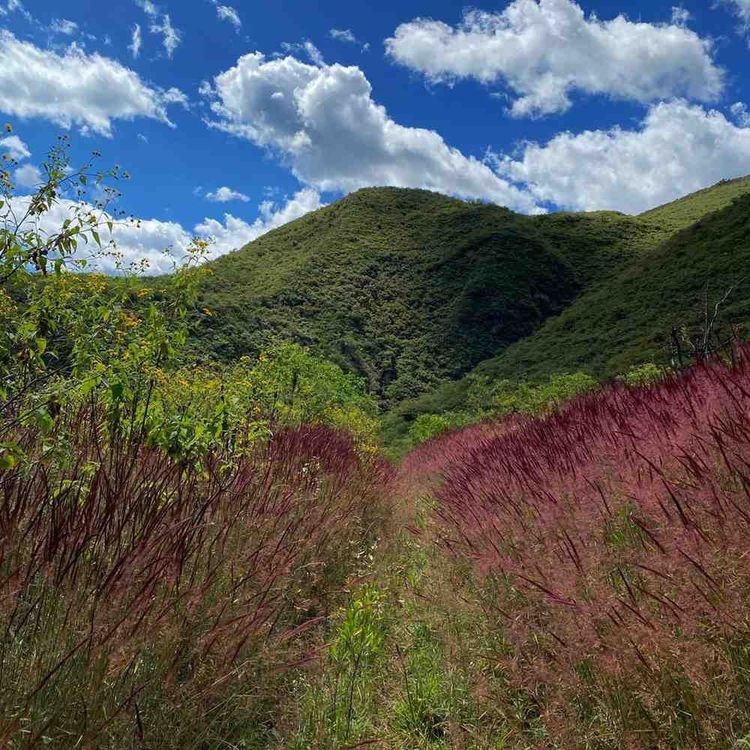 Milpuj – Nuevo Huacas – Milpuj