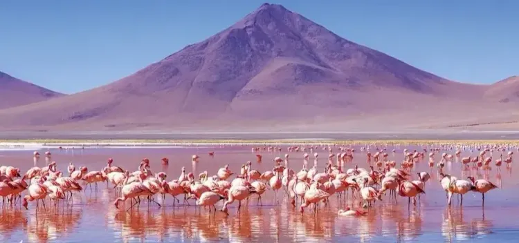 San Juan – Lagunas Altiplánicas – Laguna Colorada