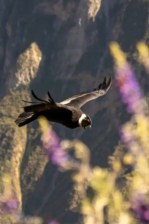 condor-volando