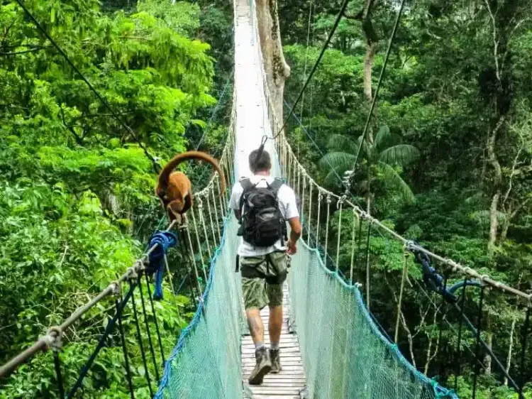 Hanging bridge and birdwatching
